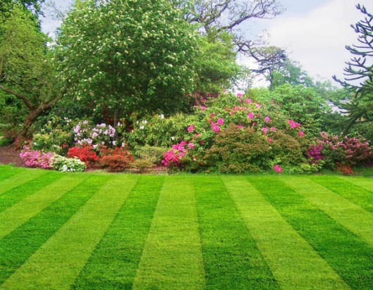 A Lawn After A Lawn Mower Has Been To Work